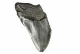 Partial Megalodon Tooth - South Carolina #193976-1